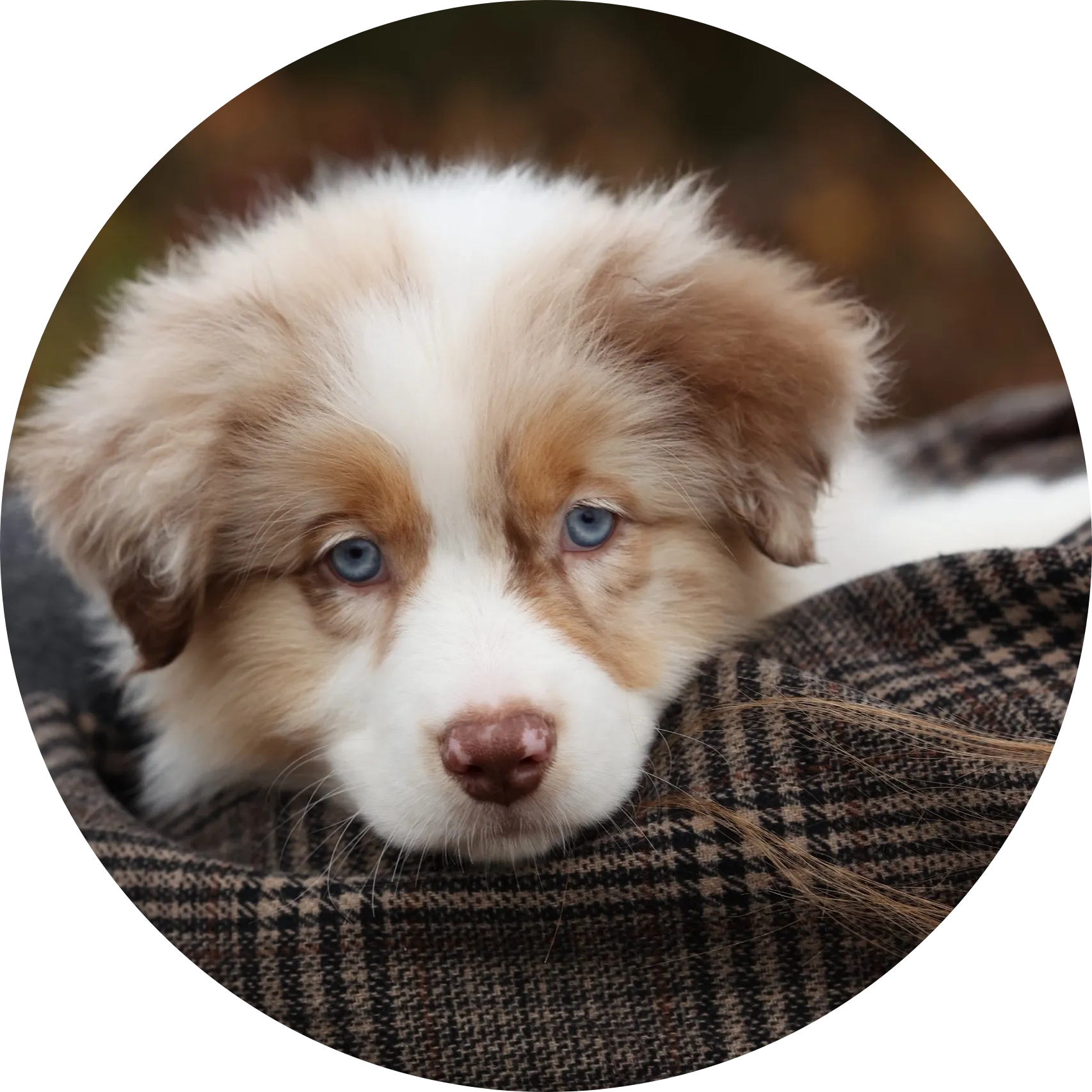 Anastin Daimond Sugar Cookie