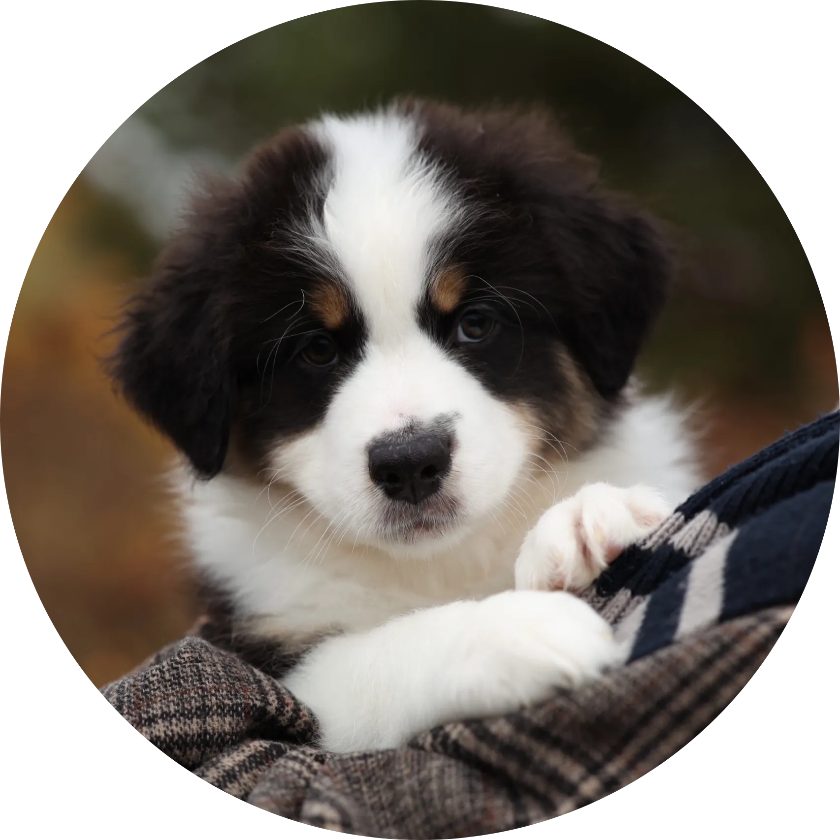 Anastin Daimond Sour Marmalade