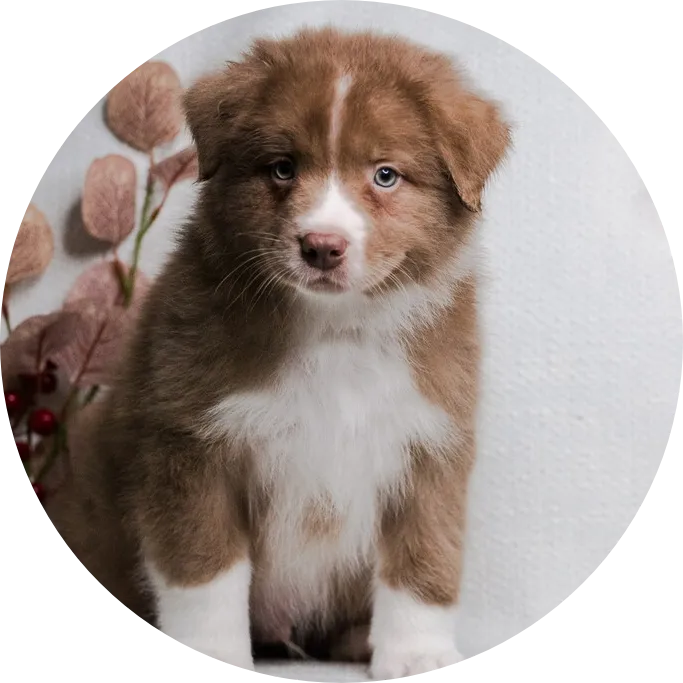 Anastin Daimond Electrical Storm