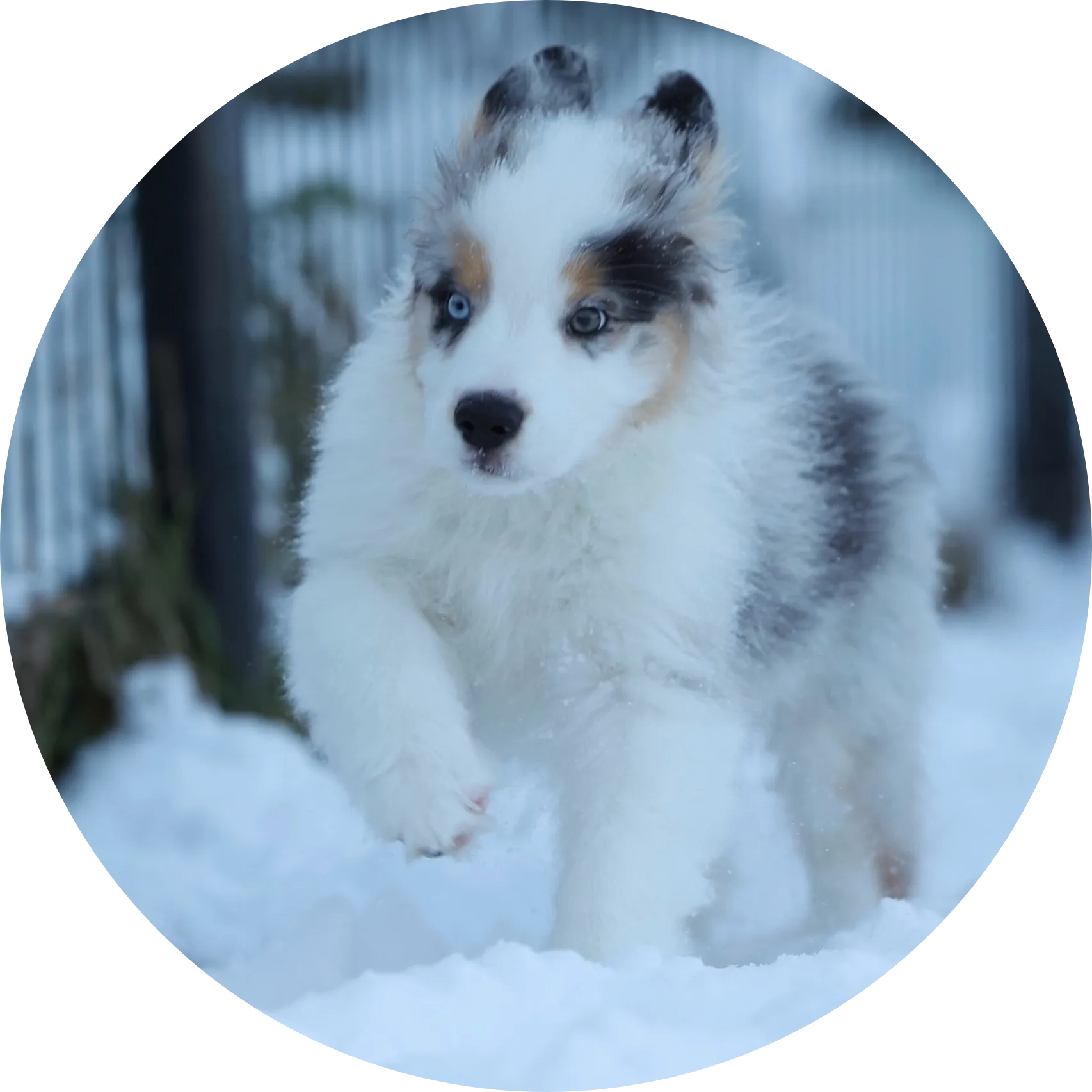 Anastin Daimond Strudel With Raisins 