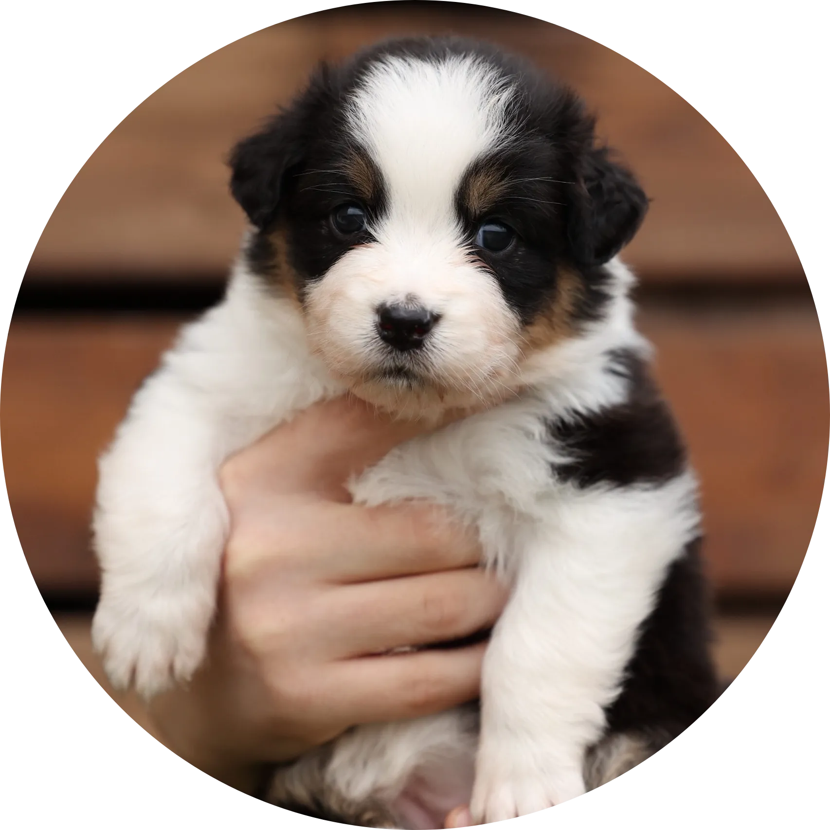 Anastin Daimond Star Apple 