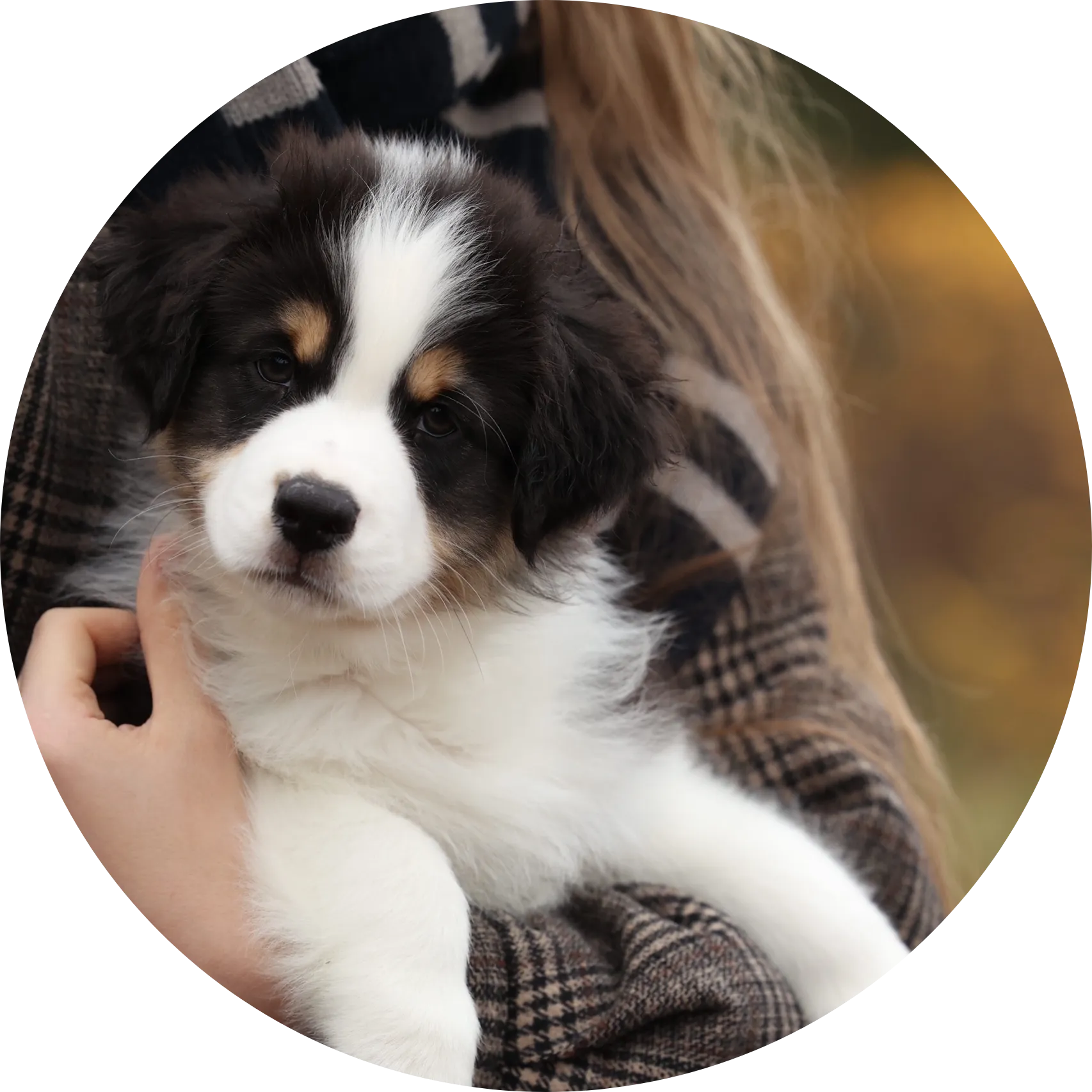 Anastin Daimond Sticky Honey 