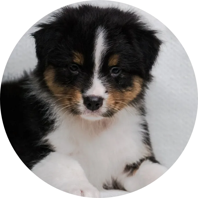 Anastin Daimond Emlyn Noble Warrior