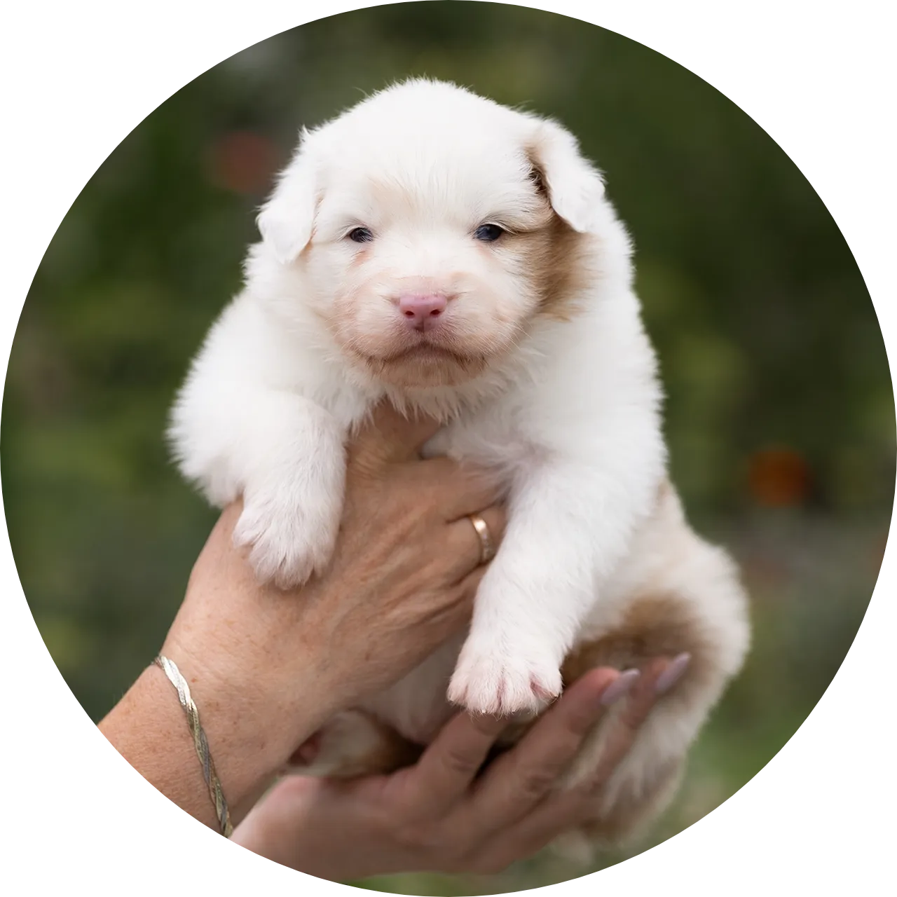 Anastin Daimond Polar Bear 