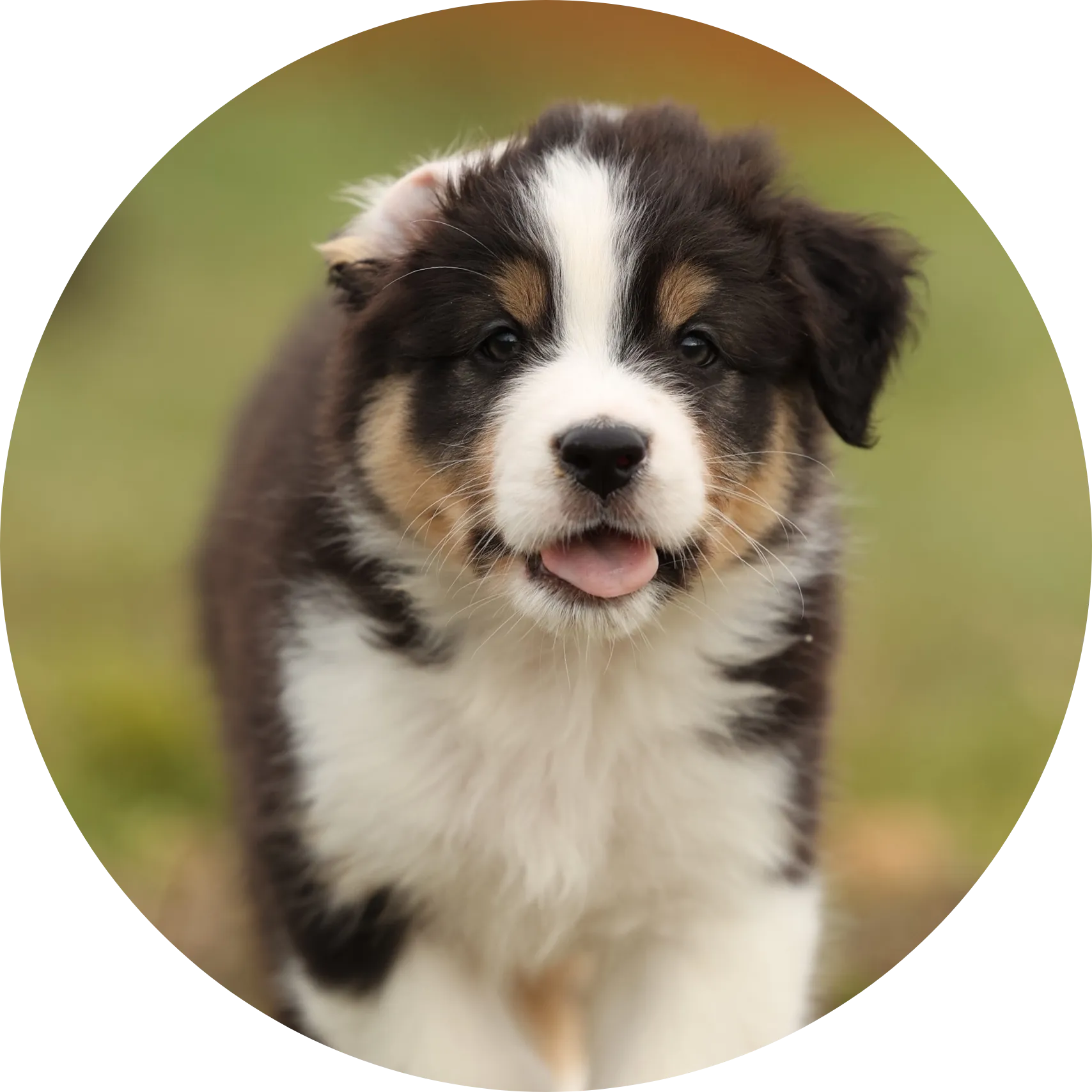 Anastin Daimond Strawberry Maffin 