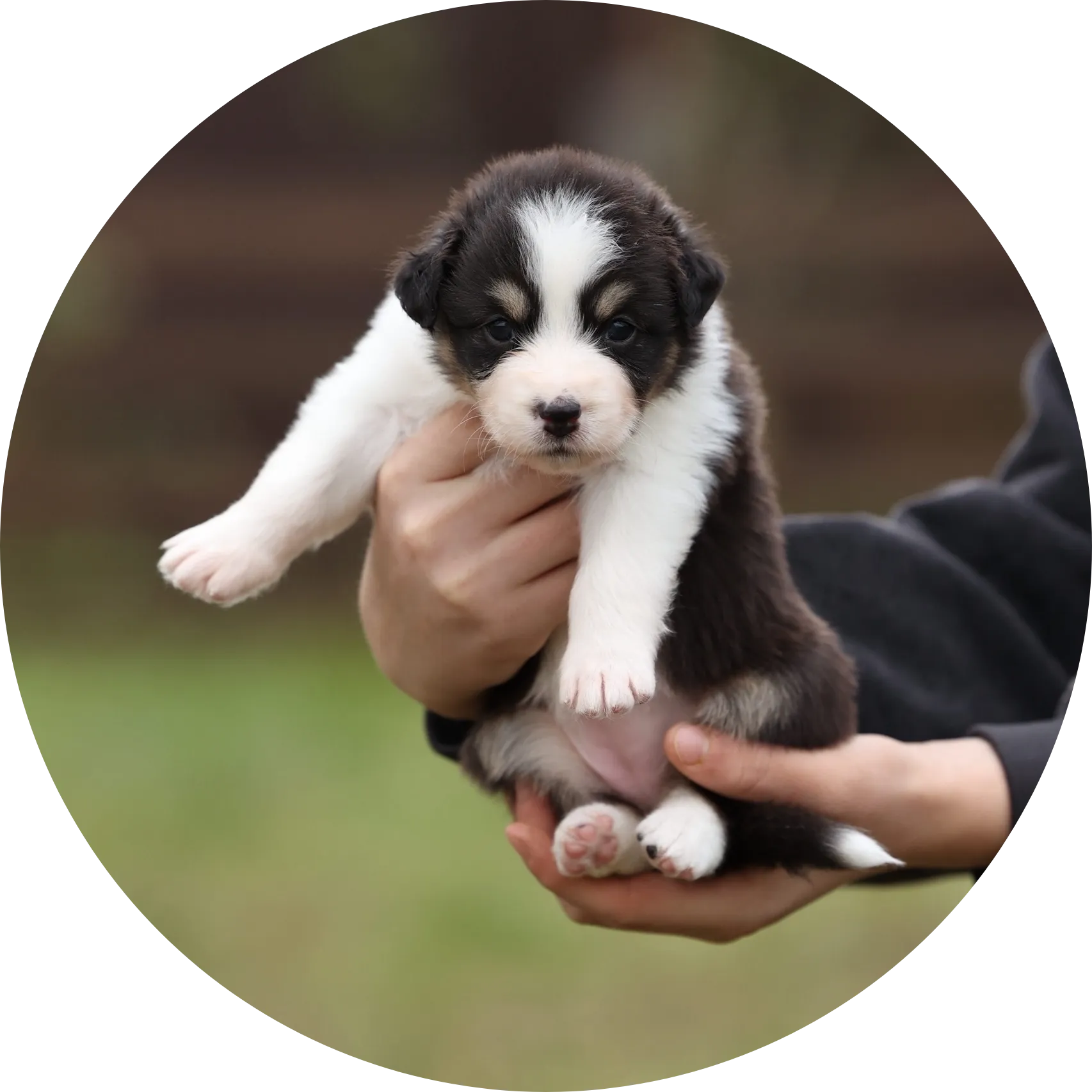 Anastin Daimond Salted Caramel