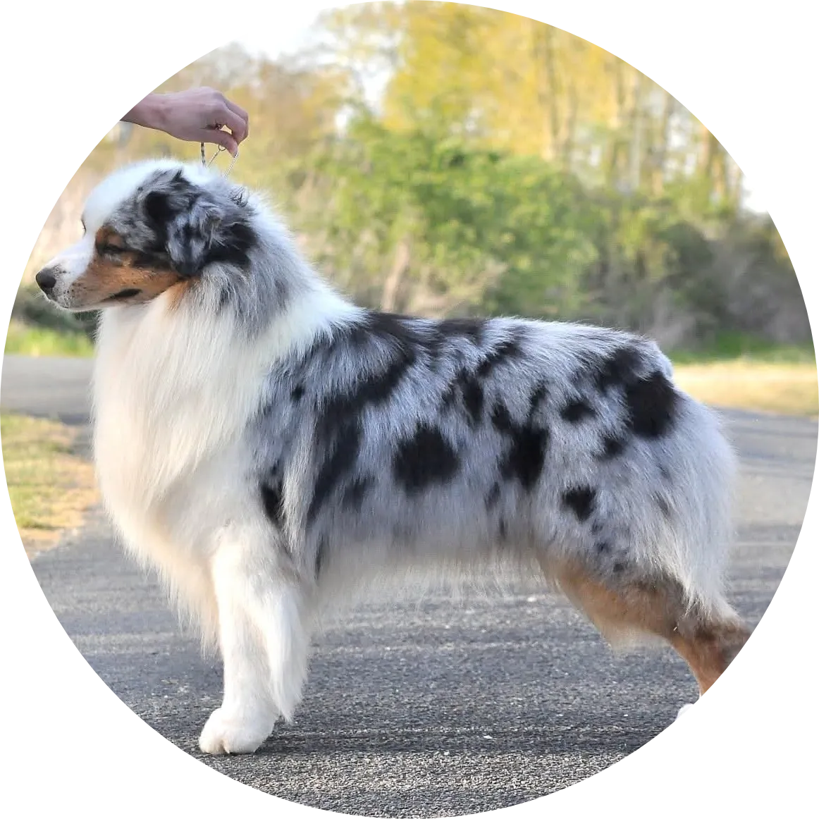 THE BOSS IS BACK DU CHEMIN DE LA BELLE ETOILE