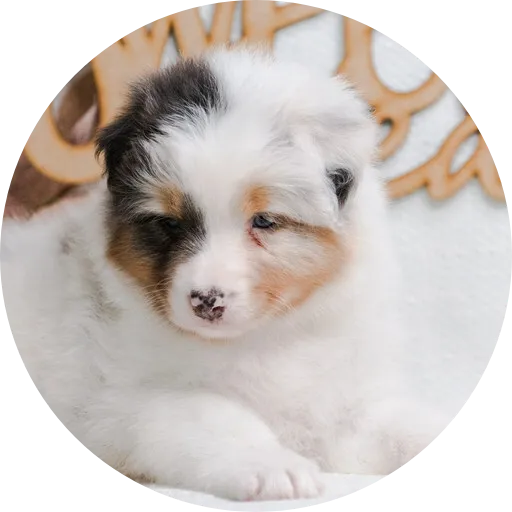 Anastin Daimond Endless Charm