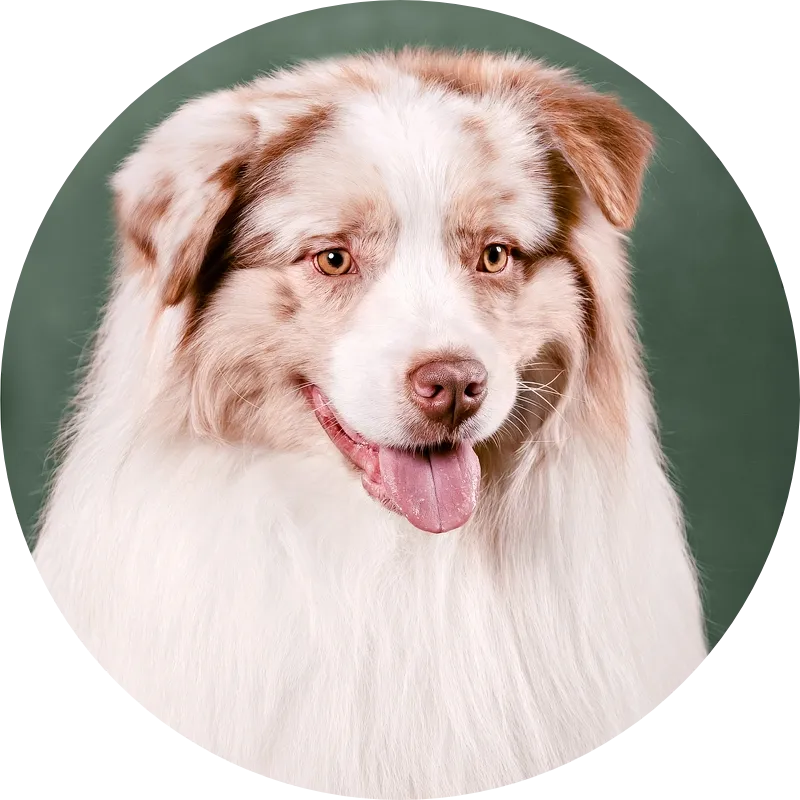 Western Command Izildur