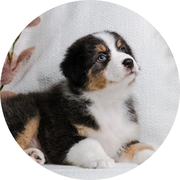 Anastin Daimond Enigma Grand