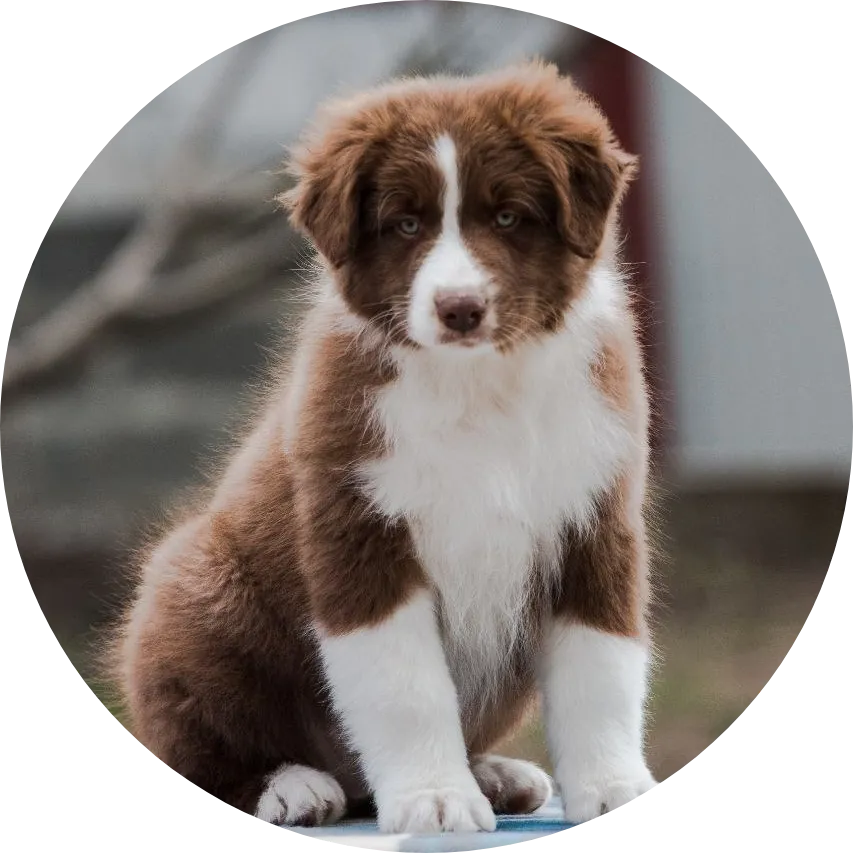 Anastin Daimond Exclusive Bear