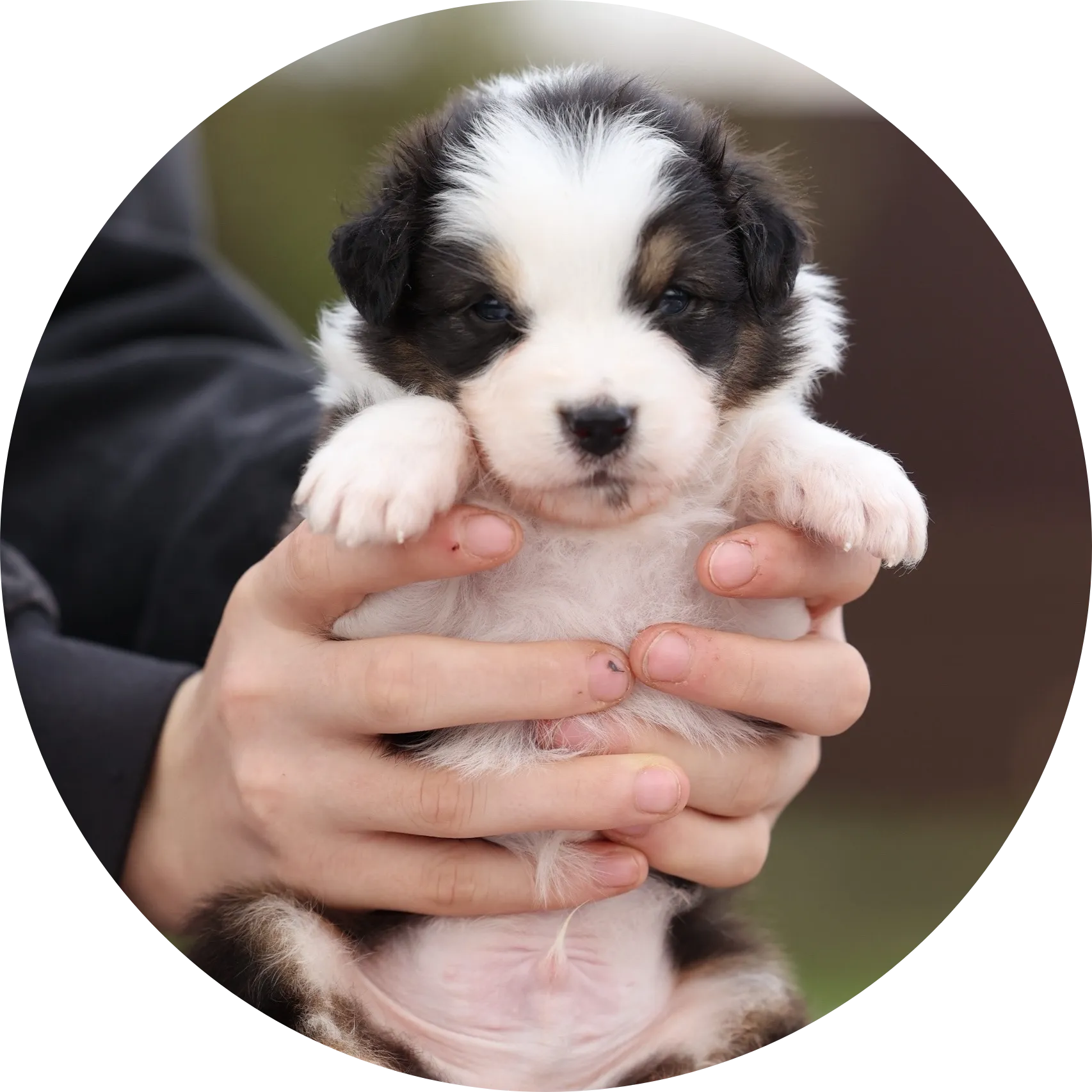 Anastin Daimond Salmonberry Cake