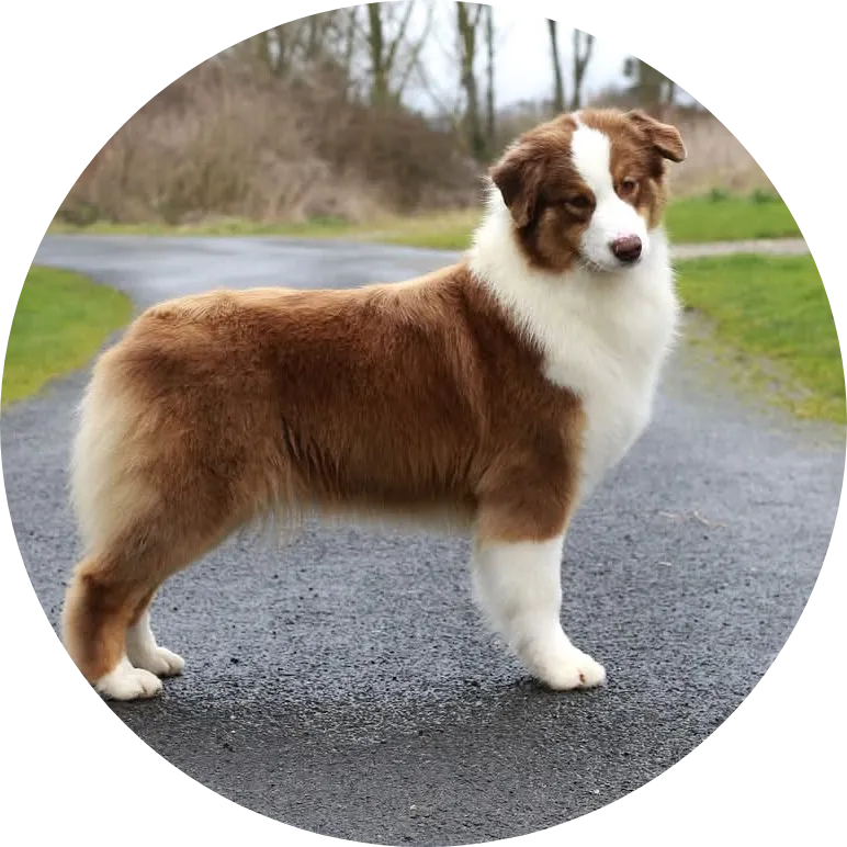 SET FIRE TO THE RAIN DU CHEMIN DE LA BELLE ETOILE