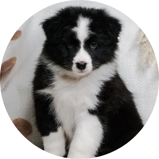 Anastin Daimond Evies Demons Dream