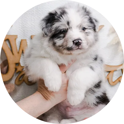 Anastin Daimond Else One Love 