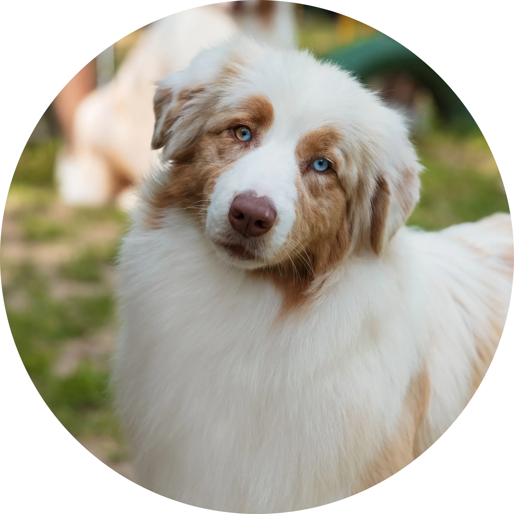 Aria Koroleva Severa