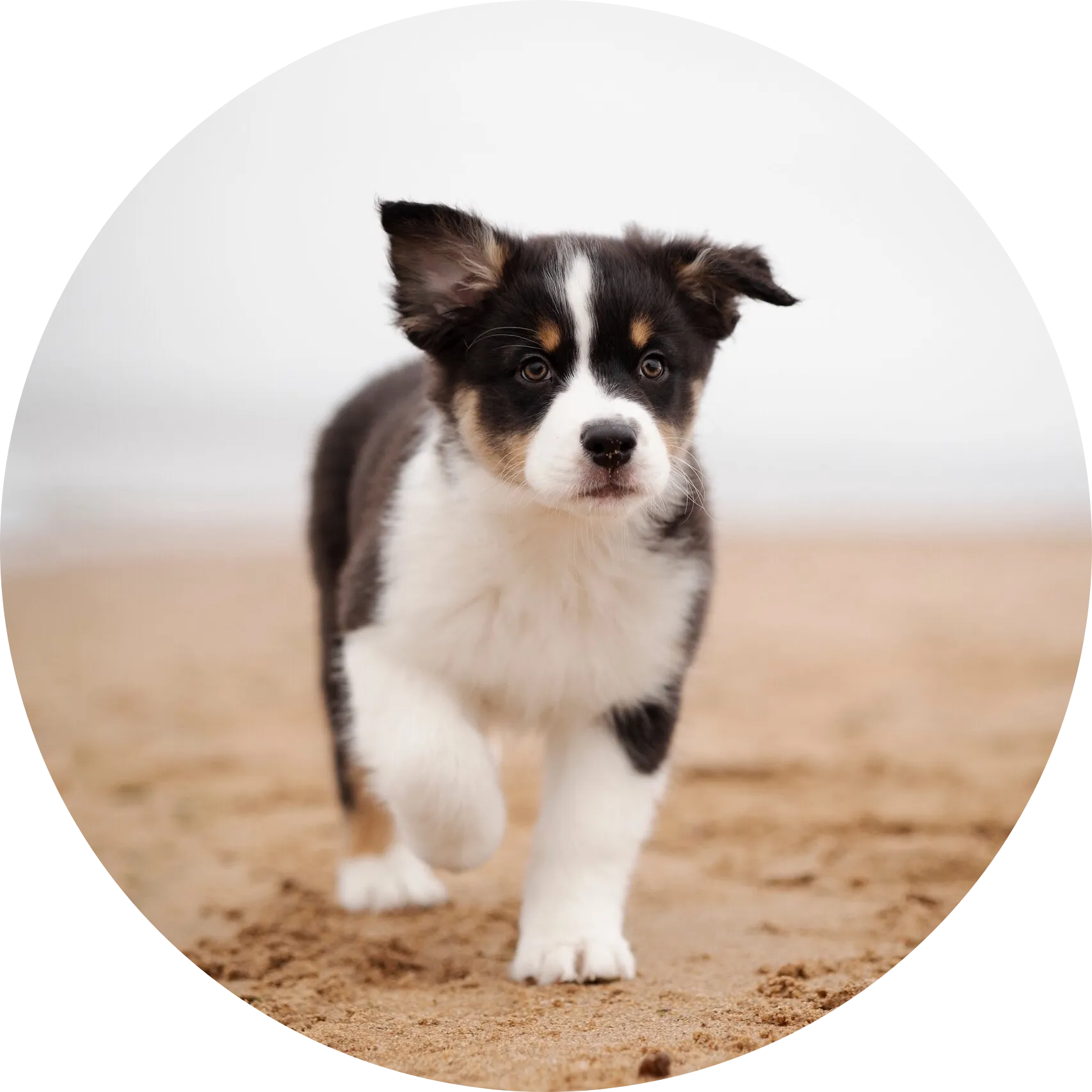 Anastin Daimond Sweet Lollopop