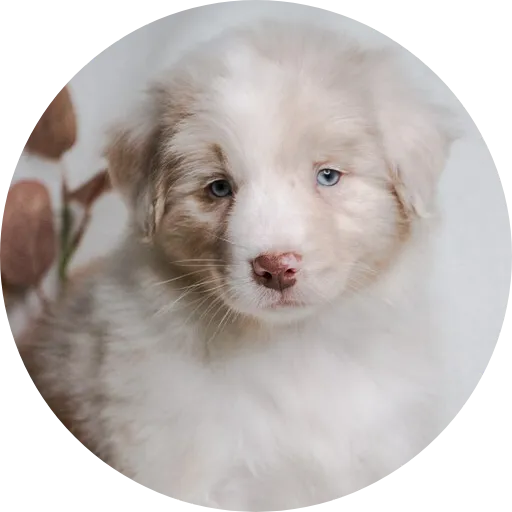 Anastin Daimond Every Moment Of Life 